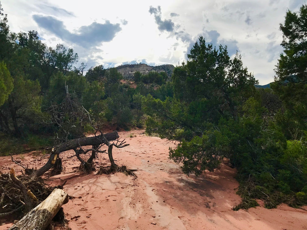 Red Arroyo