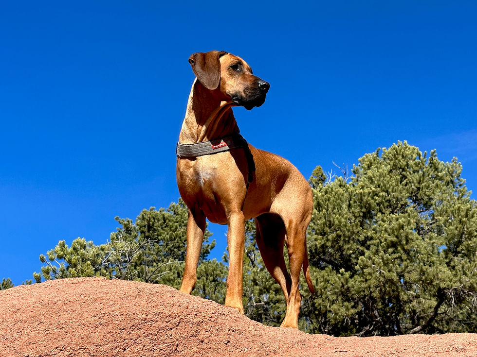 Tika Surveying Her Domain