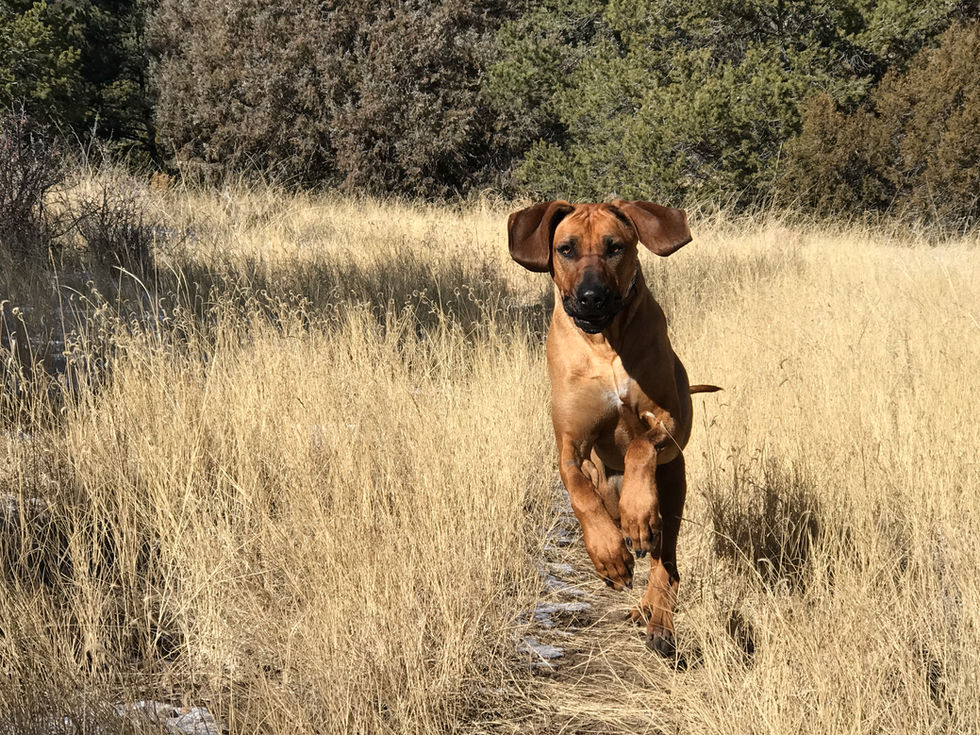 Tika on the Run