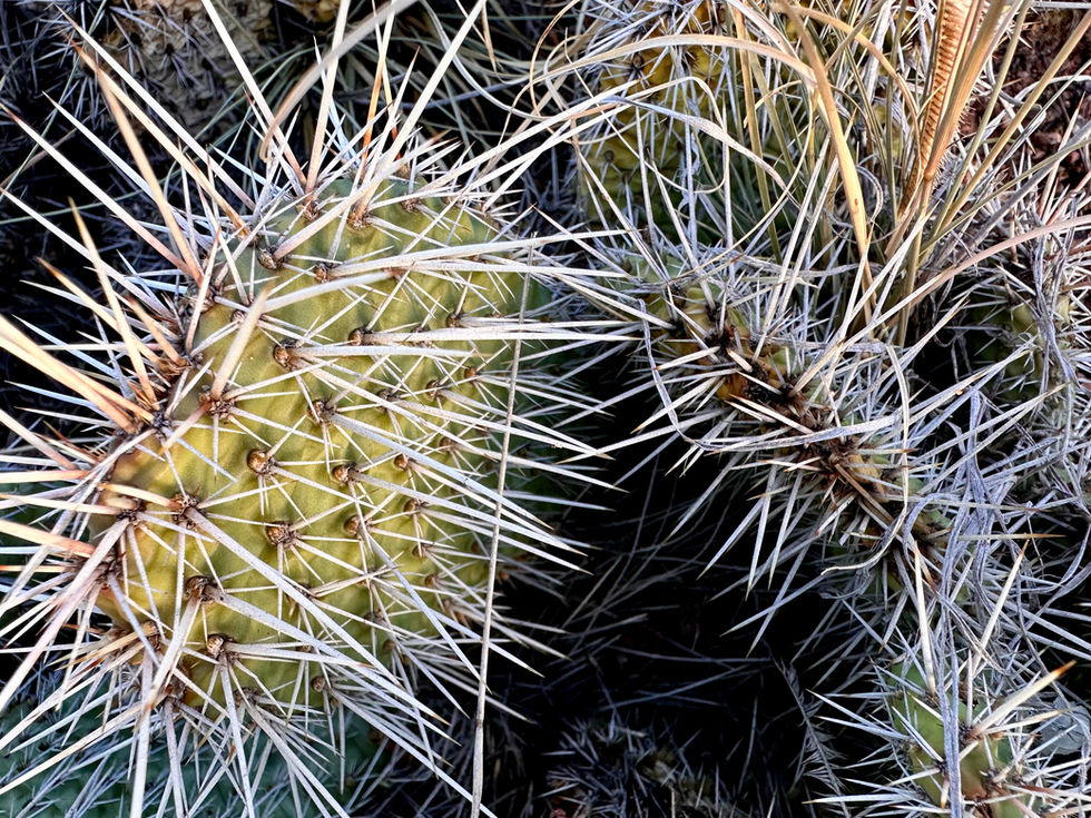 Plains Prickly Pear Cactus