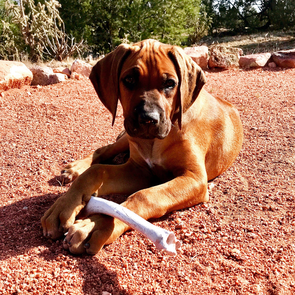 Tika with Bone