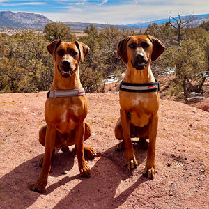 Shaka and Tika. Our Rhodesian Ridgebacks