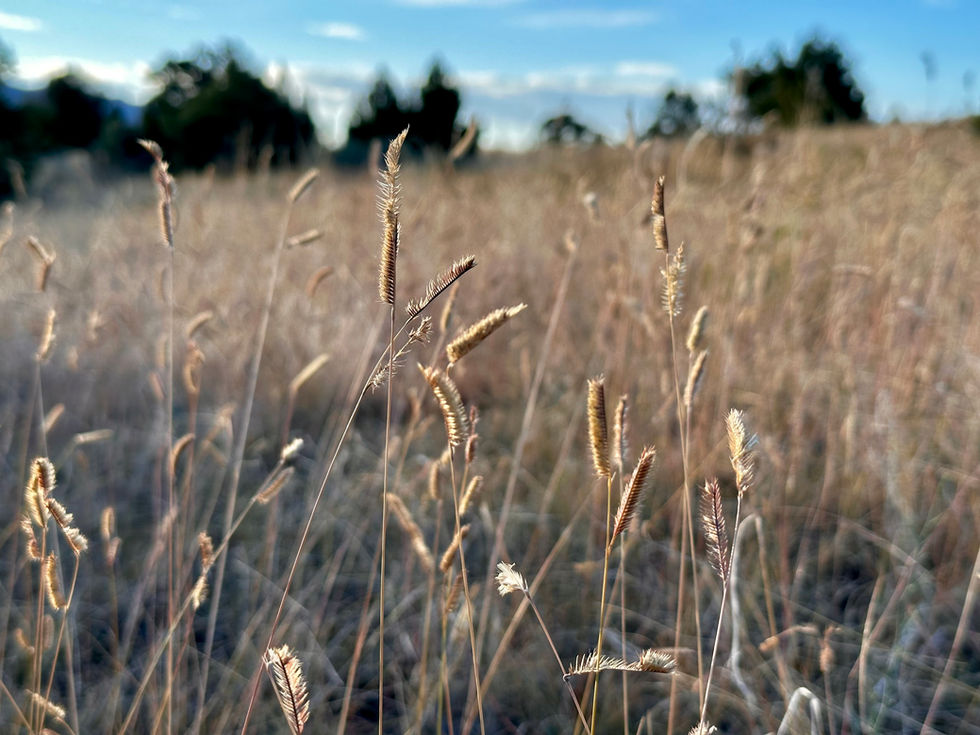 Blue Grama Grass