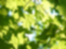 leaves-291024_1920.jpg