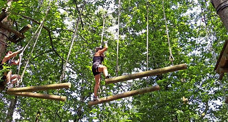 treetops (2).jpg