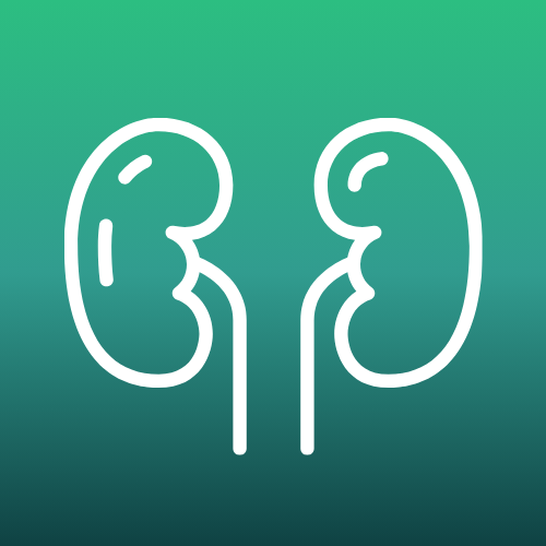 Pair of kidneys icon – symbolizing nephrology and kidney health.