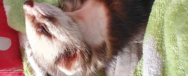 Sick Ferret Asleep