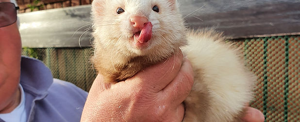 Sandy Ferret Being Held
