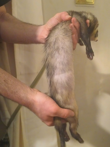 Adrenal hair loss in male unneutered ferret