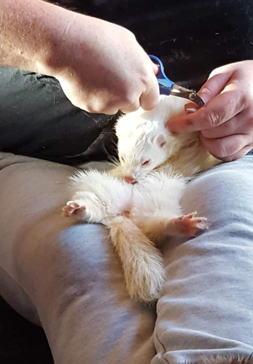 Ferret Nail Trimming