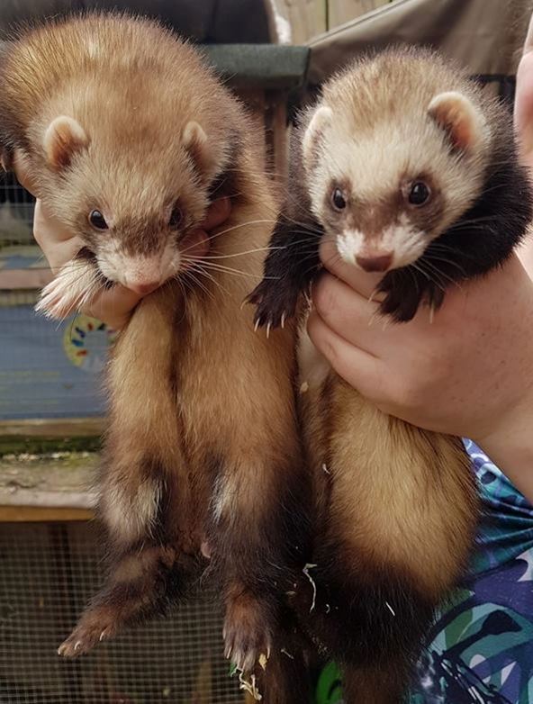 Beautiful ferret jills Buffy and Lexa have come into the rescue