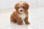 Cavapoo miniature