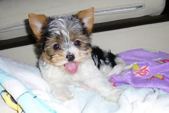 Breeder Puppy Montreal
