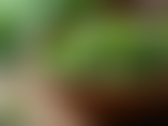 Modern Organic Ayurveda: A New Era in India