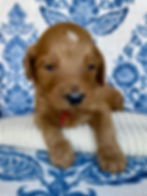 Standard Goldendoodle