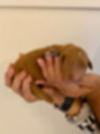 Standard Goldendoodle