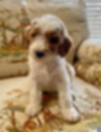 Standard Goldendoodle