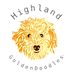 micro goldendoodle sable coat