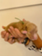 Standard Goldendoodle