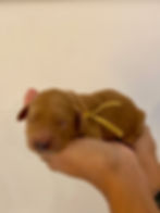 Standard Goldendoodle