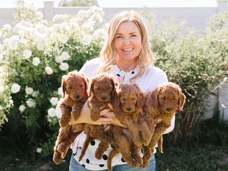 Highland goldendoodles puppies