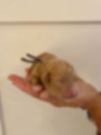 Standard Goldendoodle