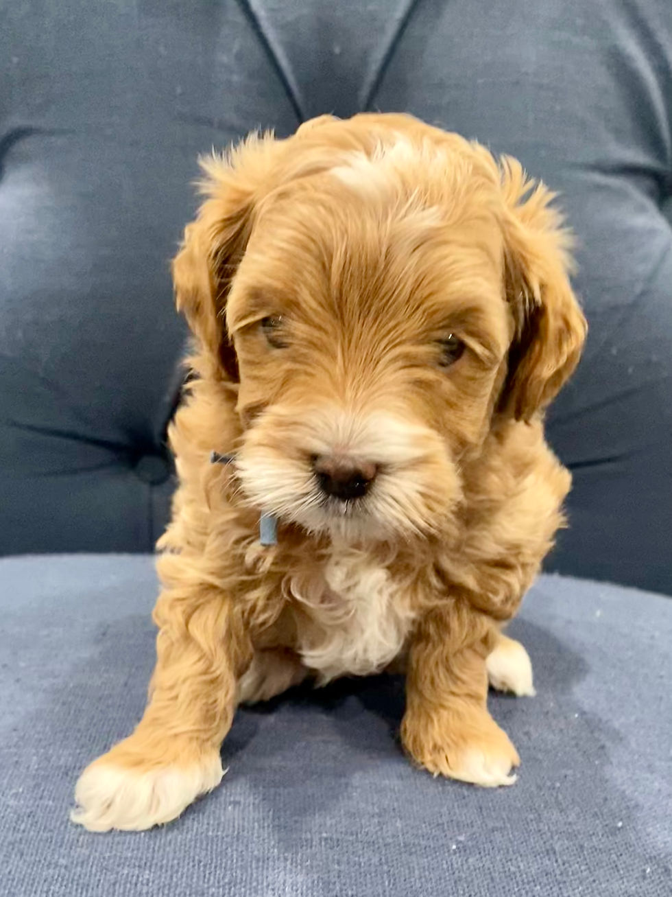 Micro Goldendoodle