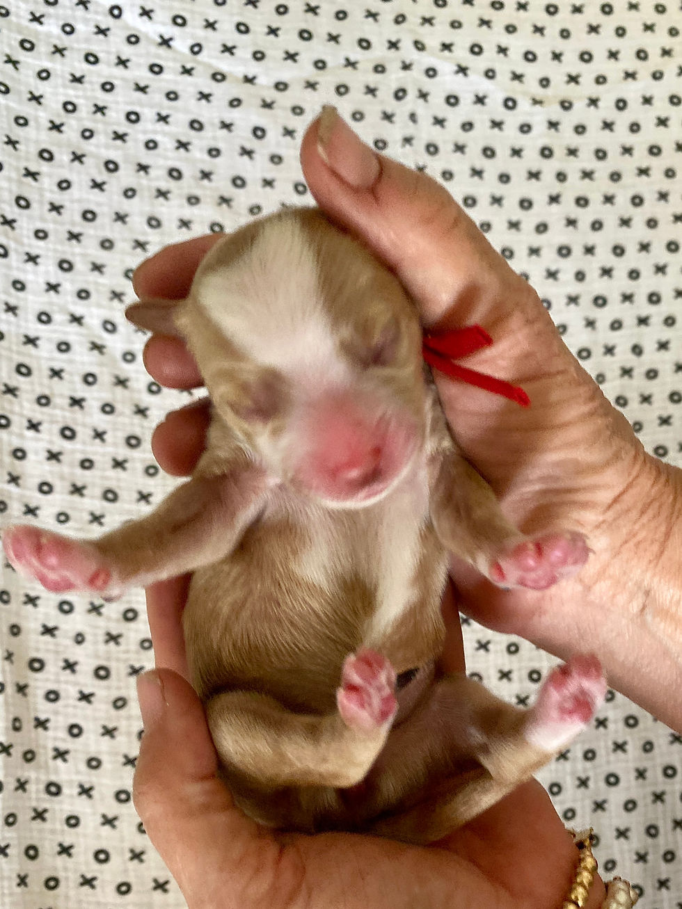 Micro Multigen Goldendoodle