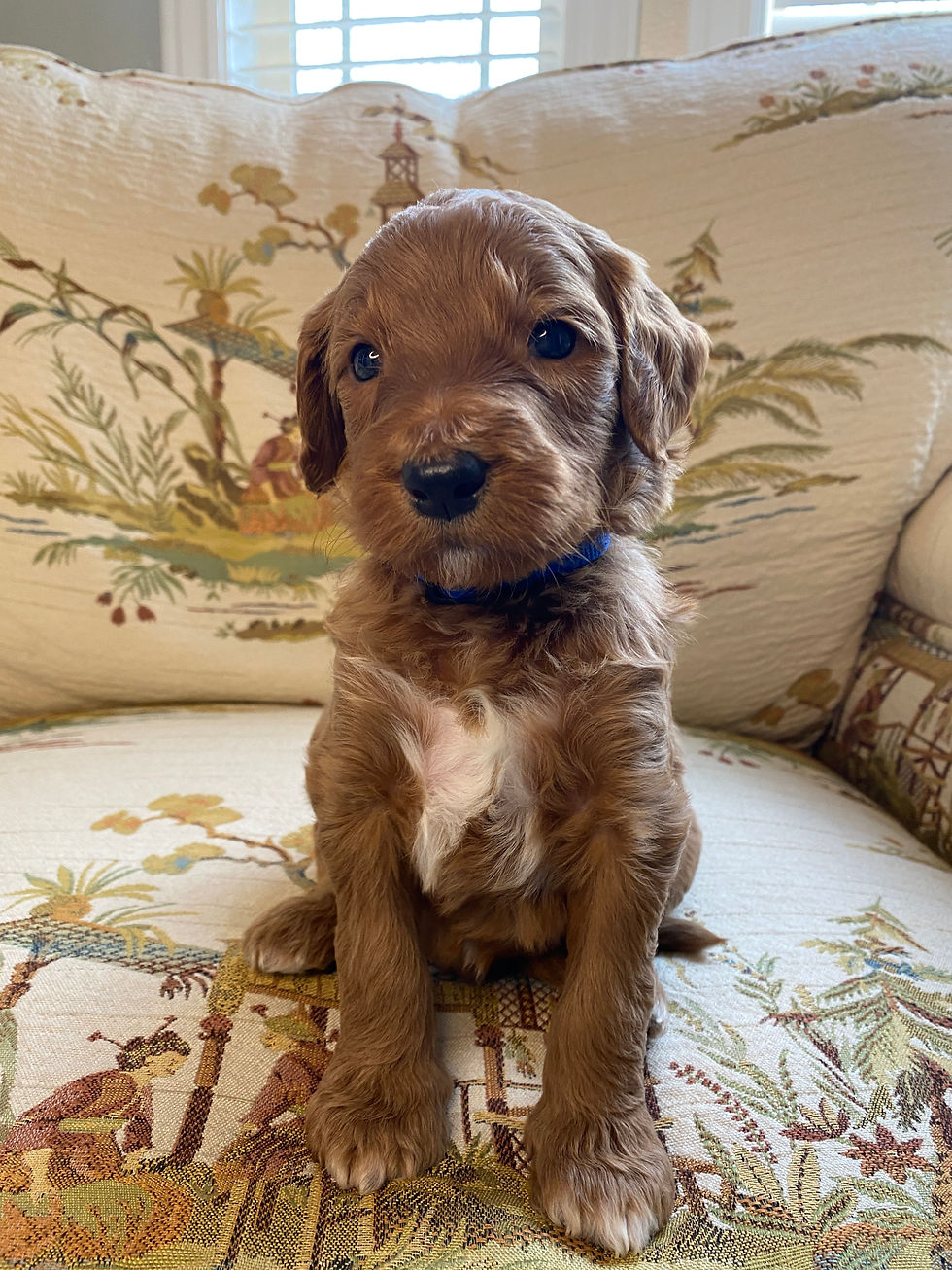 Standard Goldendoodle