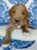 Standard Goldendoodle