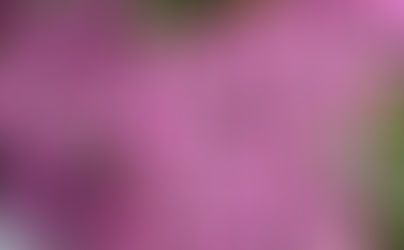 ご近所シリーズ~シレネとジューンベリー