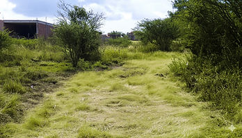 Primera de Guadalupe
