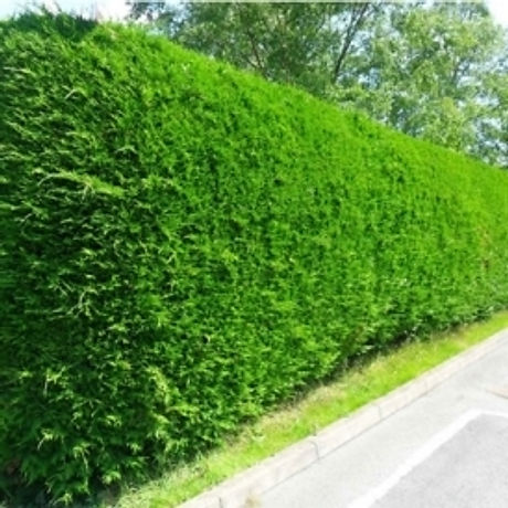 hedge.jpg