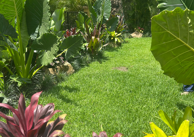 Diseño de jardín en Panamá con plantas tropicales para embellecer tu hogar.