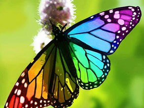 Our Hearts a Chrysalis