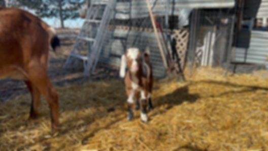 Nubian Goats