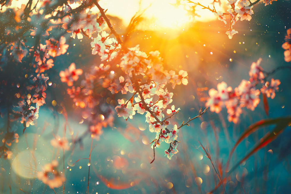 Spring blossom background Beautiful nature scene with blooming tree and sun flare Sunny da