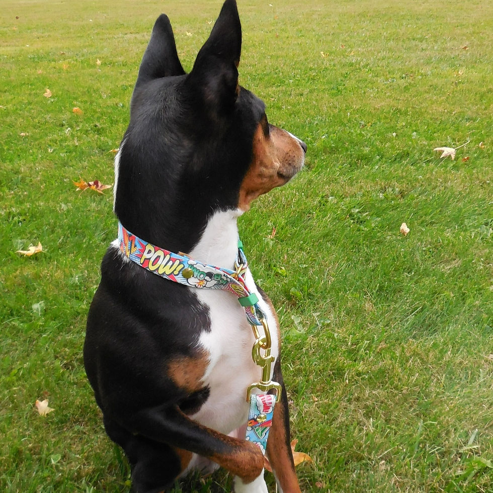 Thumbnail: Comic Pop Martingale Collar