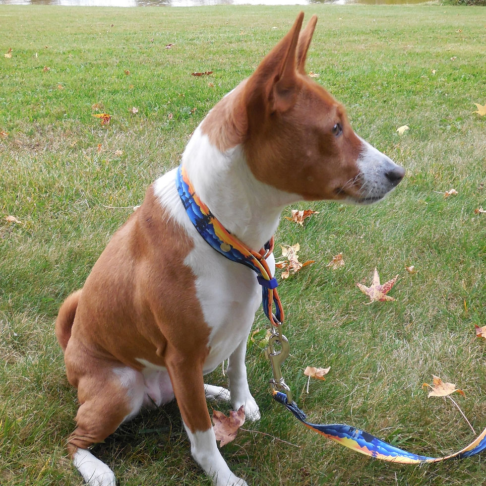 Thumbnail: Happy Camper Martingale Collar