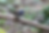 Black-naped Monarch