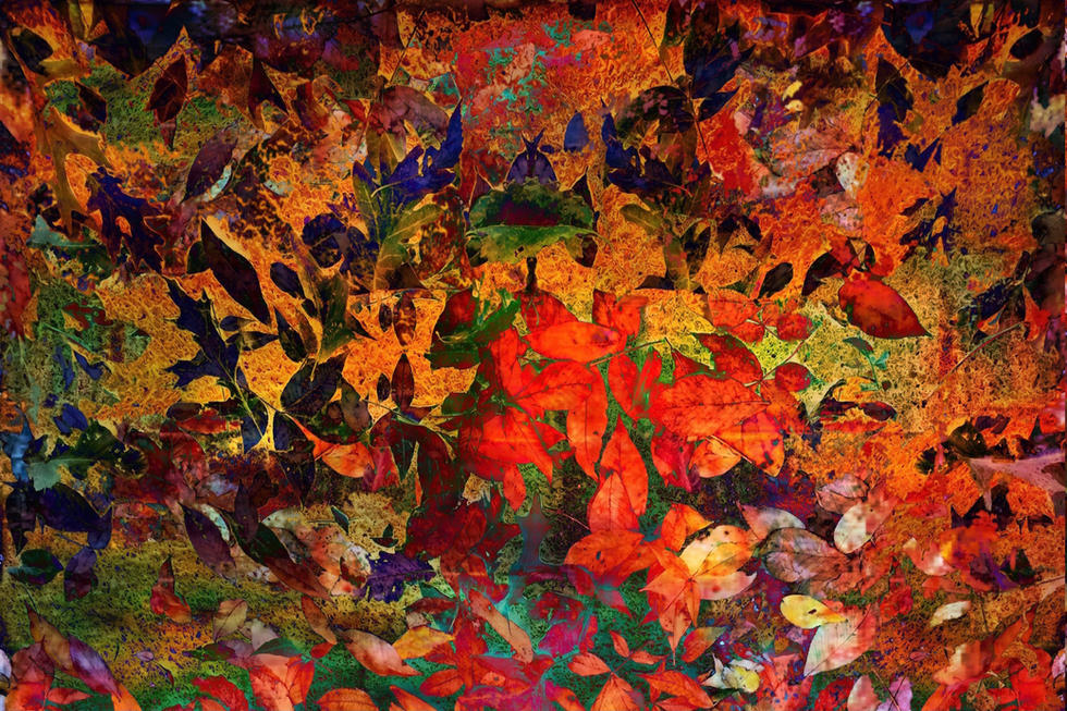Vibrant Fall