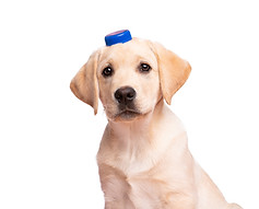 BCG dopjes hoge resolutie-7.jpg