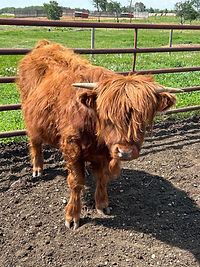 Highland Steer on display