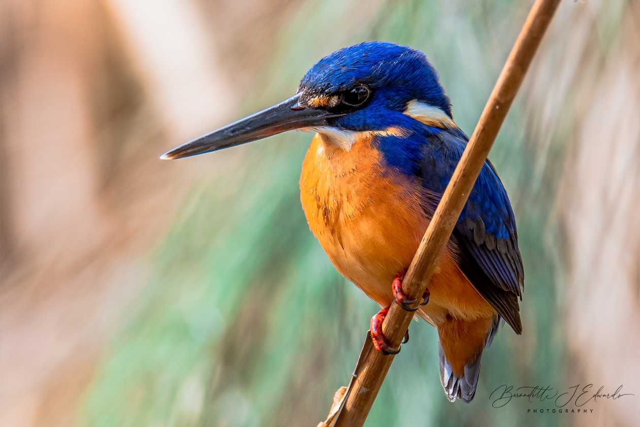 Azure Kingfisher 6