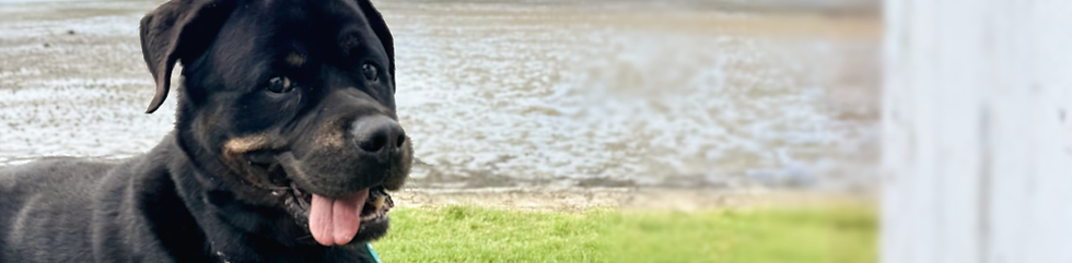 dog enjoying being walked by staff
