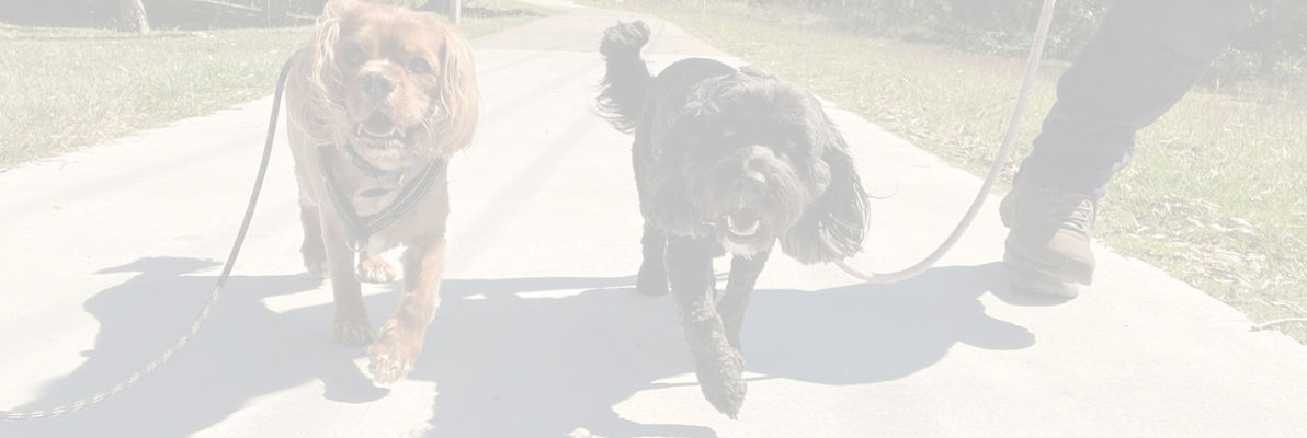 Two dogs walking nicely during a dog walk and train session
