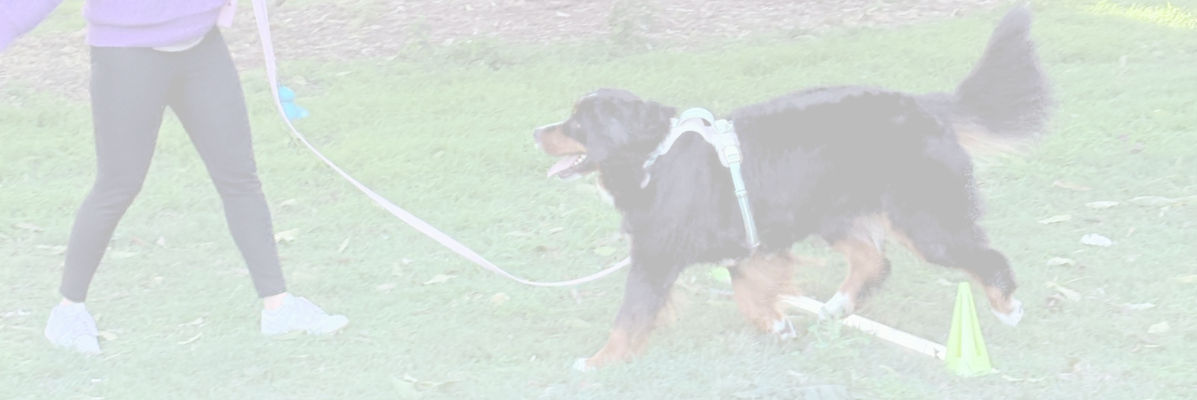 Large dog at training in group obedience classes. Brisbane
