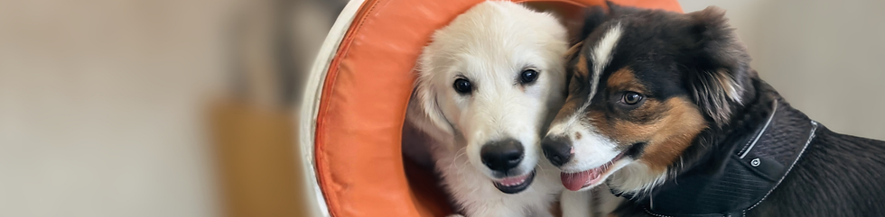 2 cute puppies labrador and a border collie during training