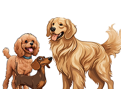 Breed specific training. Cavoodle. Dachshund. Golden retriever