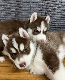 シベリアンハスキー・大型犬・中型犬・パピー・赤ちゃん